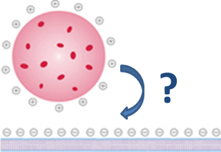 Figure 1: How does a nanoparticle interact with a model cell membrane? Figure 1: How does a nanoparticle interact with a model cell membrane?